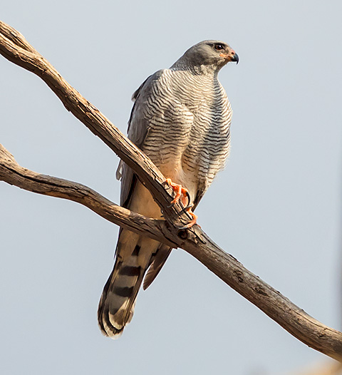 Ovambo Sparrowhawk